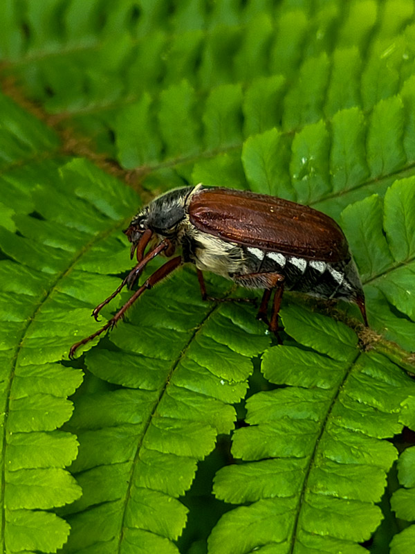 flora & fauna in Silz, Tirol